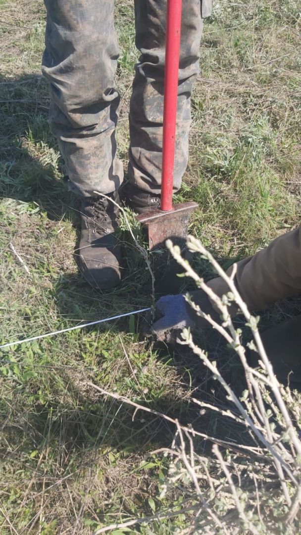 В урочище Надежда в Ставрополе высадили 2 тысячи молодых деревьев