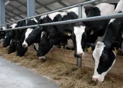 Производители молока Ставрополья создадут свой Союз Производители молока Ставрополья создадут свой Союз