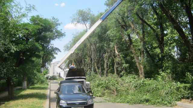В Невинномысске кронируют старые и больные деревья В Невинномысске кронируют старые и больные деревья
