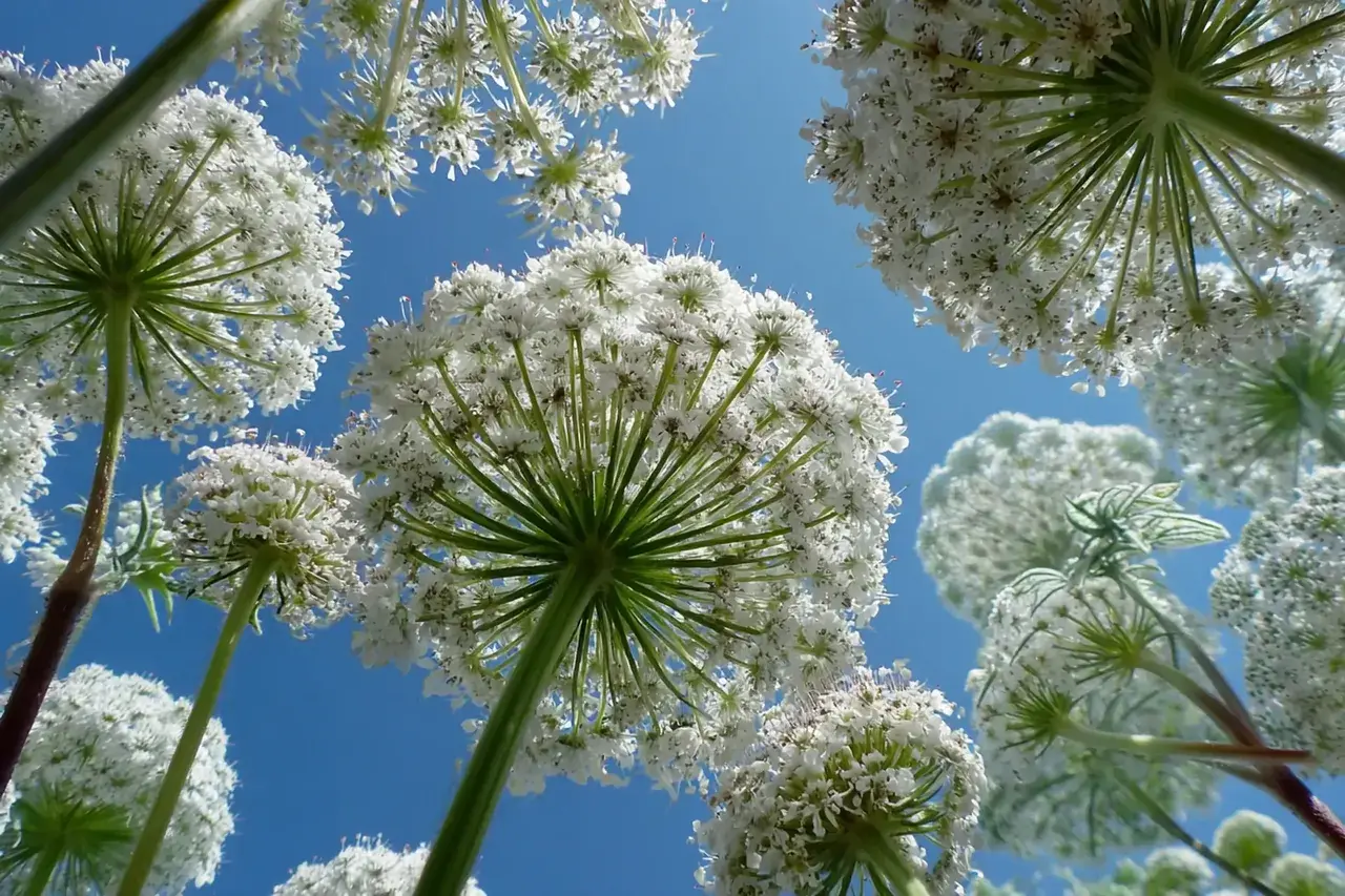 Список растений на участках для тысячных штрафов Россельхознадзора