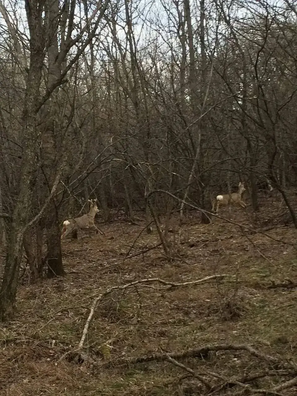 В Ставропольском крае начали подсчёт численности диких животных