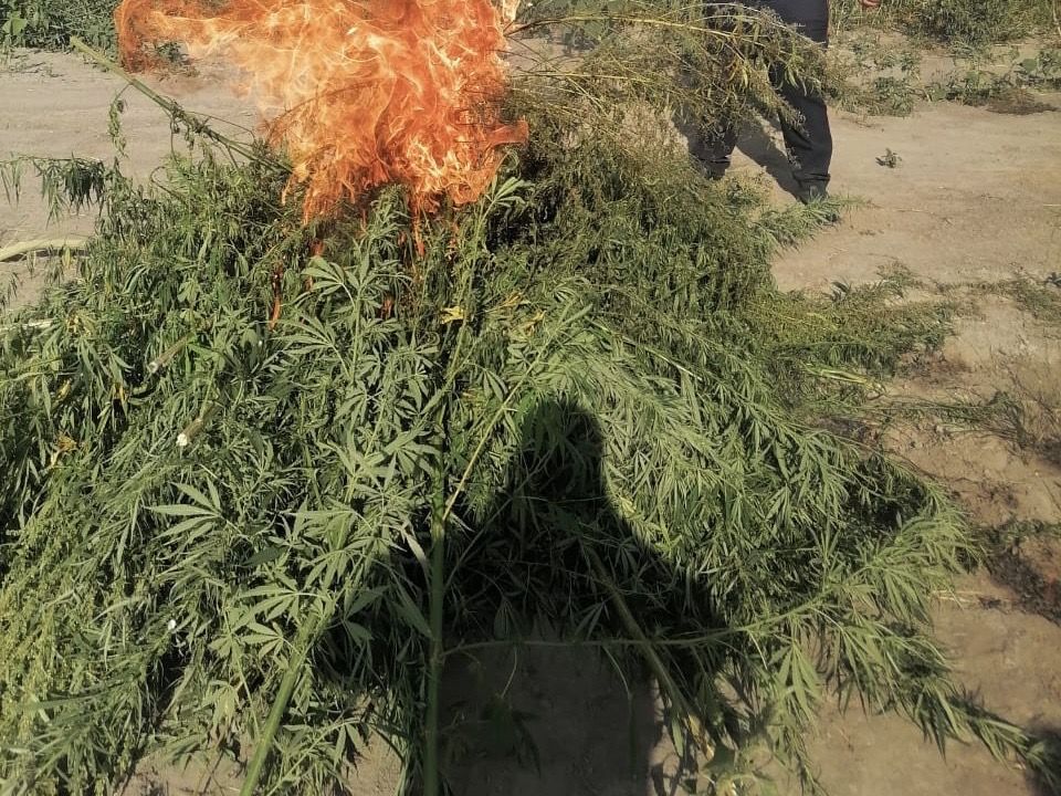 На Ставрополье уничтожили три сотни кустов дикорастущей конопли