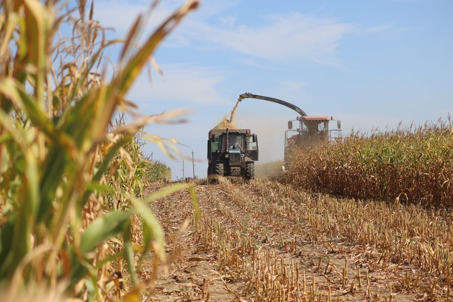 В округе Ставрополья собрали 95 тыс. тонн кукурузы