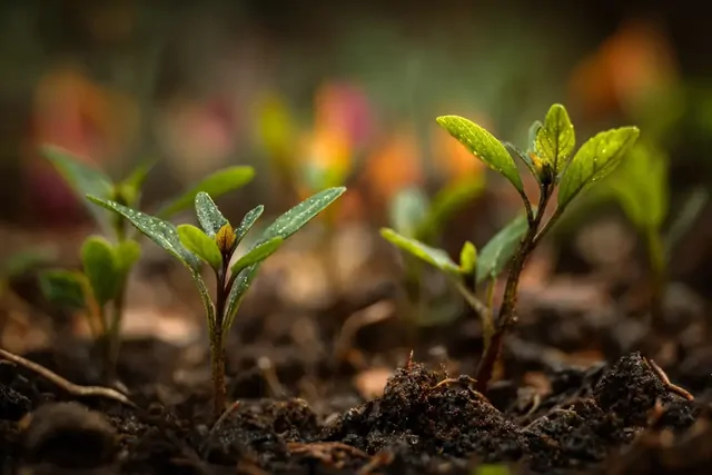 Добавила в лунку при посадке перца — урожай утроился: копеечная добавка, которую игнорируют 90% дачников