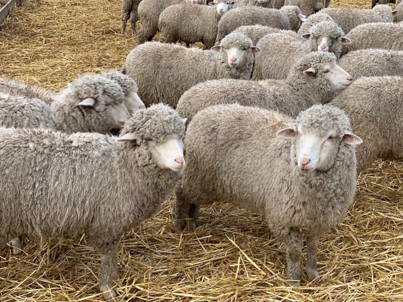 Ипатовский округ заготовил 113 тысяч тонн кормов для зимовки скота