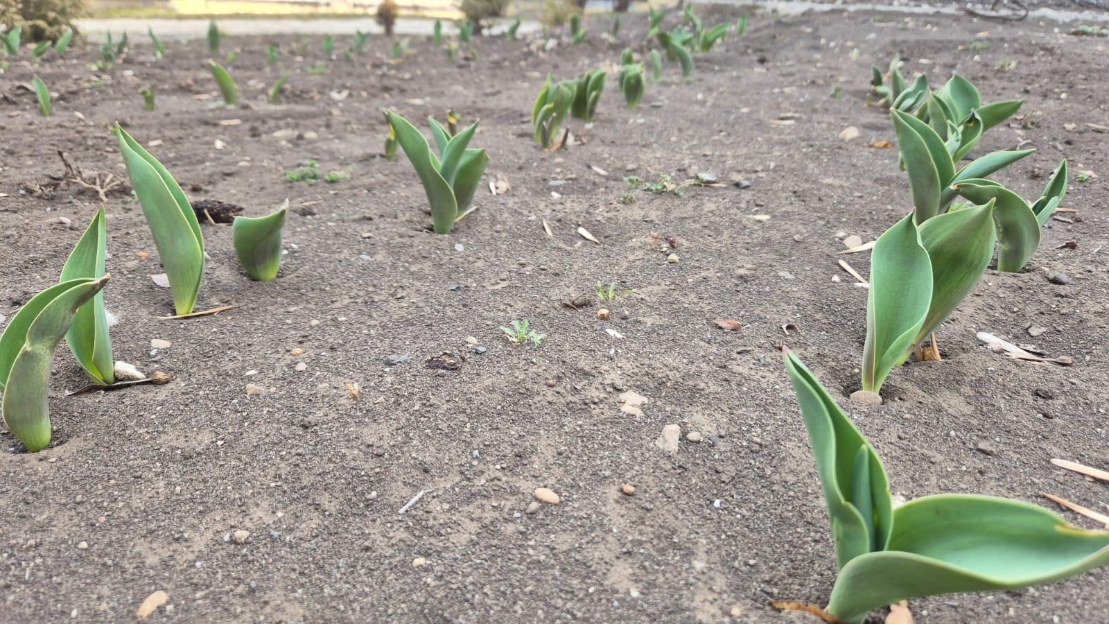 Тюльпаны всходят во дворах Кисловодска