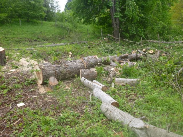 В Кисловодске 59-летняя женщина вырубила деревья на 700 тысяч рублей В Кисловодске 59-летняя женщина вырубила деревья на 700 тысяч рублей