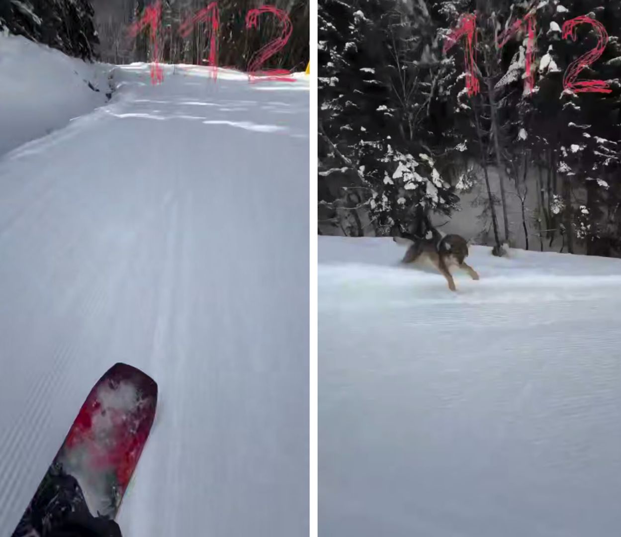 Волк пытался догнать сноубордиста в Домбае