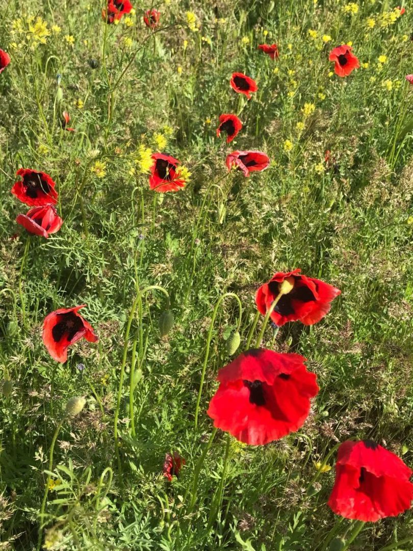Краснокнижные маки расцвели на горе Шелудивой