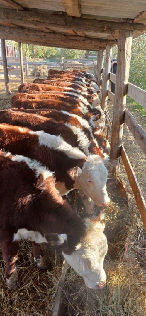 Фермерское хозяйство в Предгорном округе получило грант на развитие мясного скотоводства
