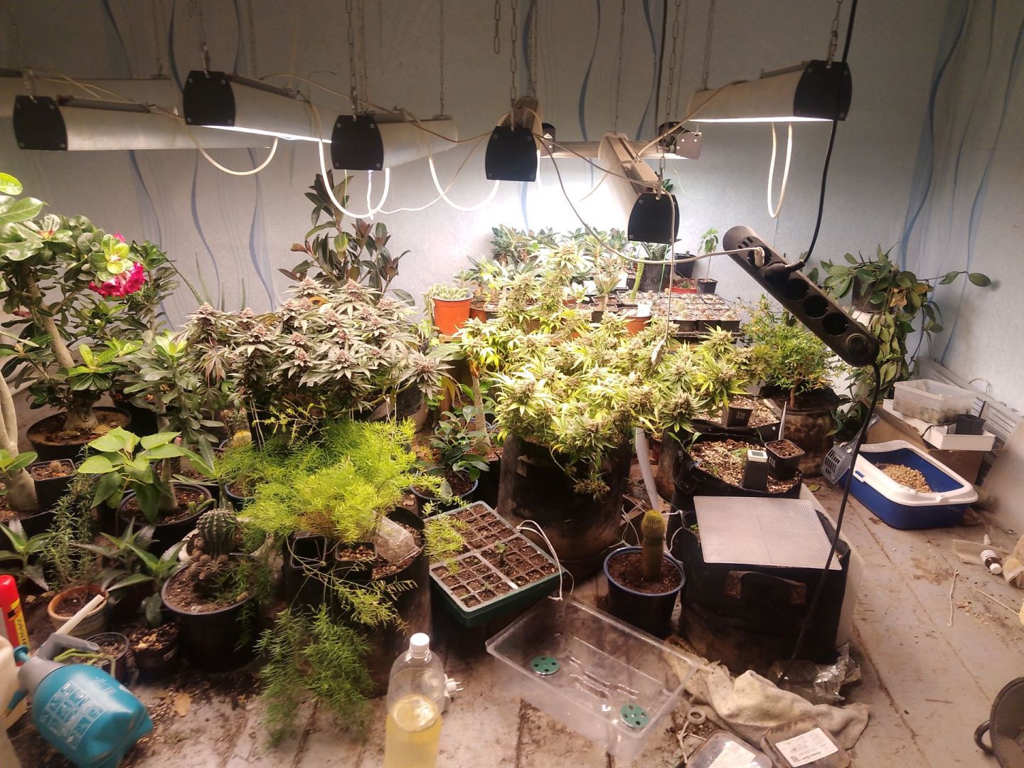 Целую плантацию марихуаны вырастил мужчина на своем участке