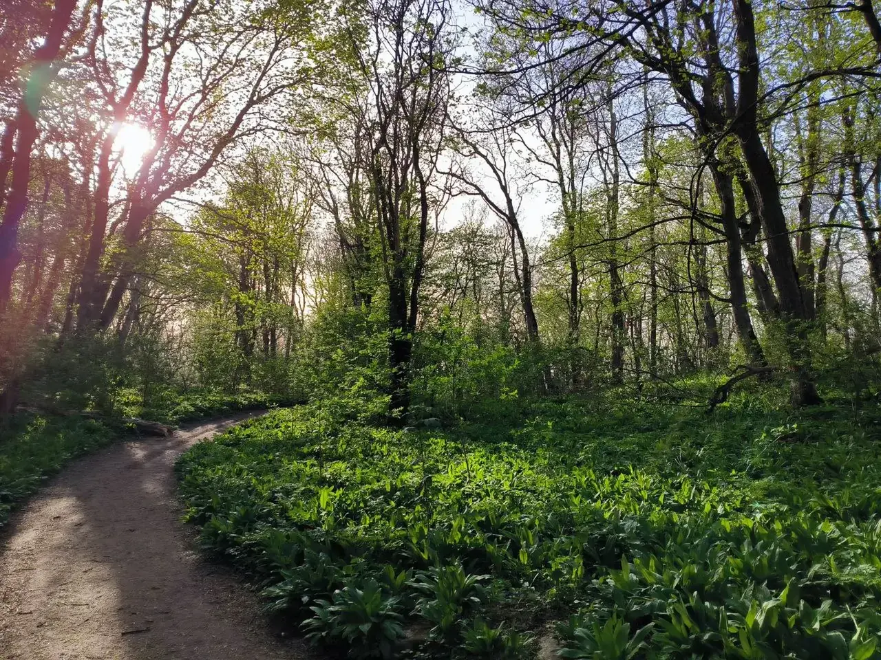 На Ставрополье увеличат площадь лесов на 54 гектара