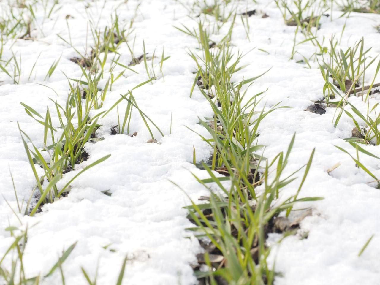Озимые Ставрополья успешно перенесли первые морозы