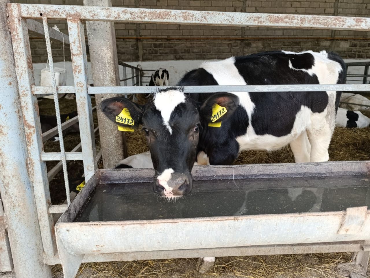 Более 600 телят родилось в хозяйствах Предгорного округа с начала года