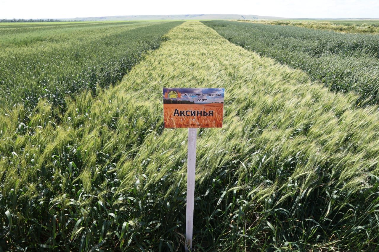 Николай Великдань: Ставрополье может рассчитывать на достойный урожай