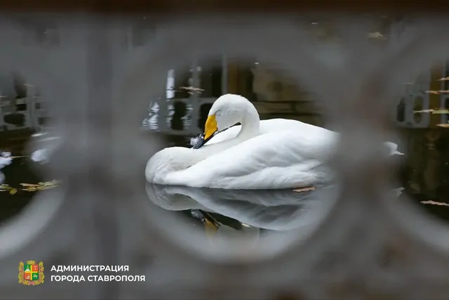 Лебеди вернулись в Центральный парк Ставрополя