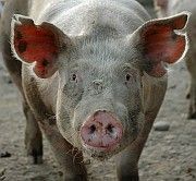 Жители края недовольны запретом на вывоз сельхозпродукции Жители края недовольны запретом на вывоз сельхозпродукции