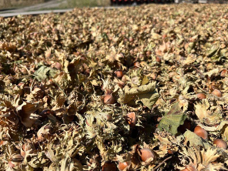 350 тонн фундука собрали в Предгорном округе