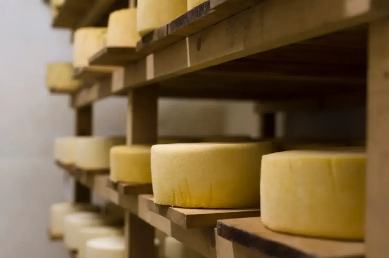 Производство сыра на Ставрополье выросло на 30%