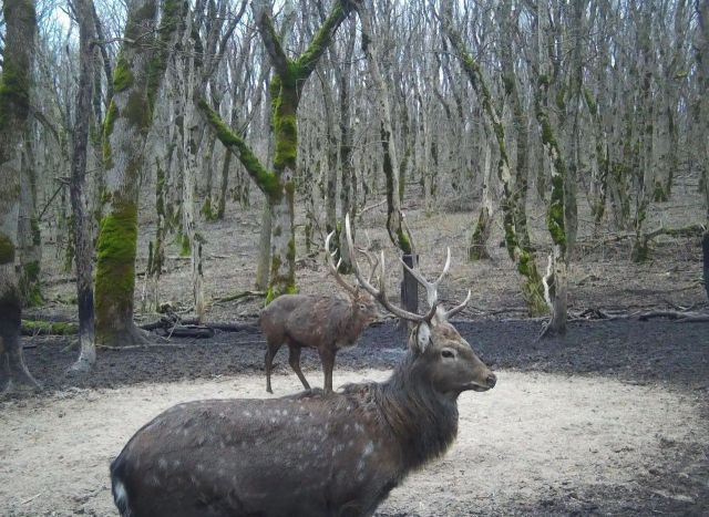 Пятнистый олень попал в фотоловушку на Ставрополье