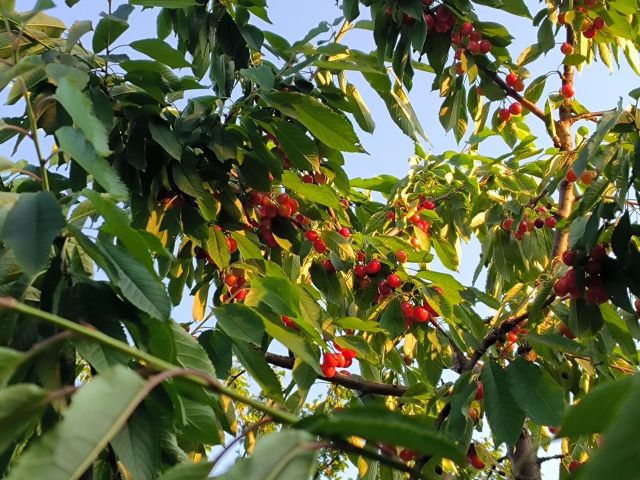 На Ставрополье 80% косточковых культур пострадали из-за заморозков