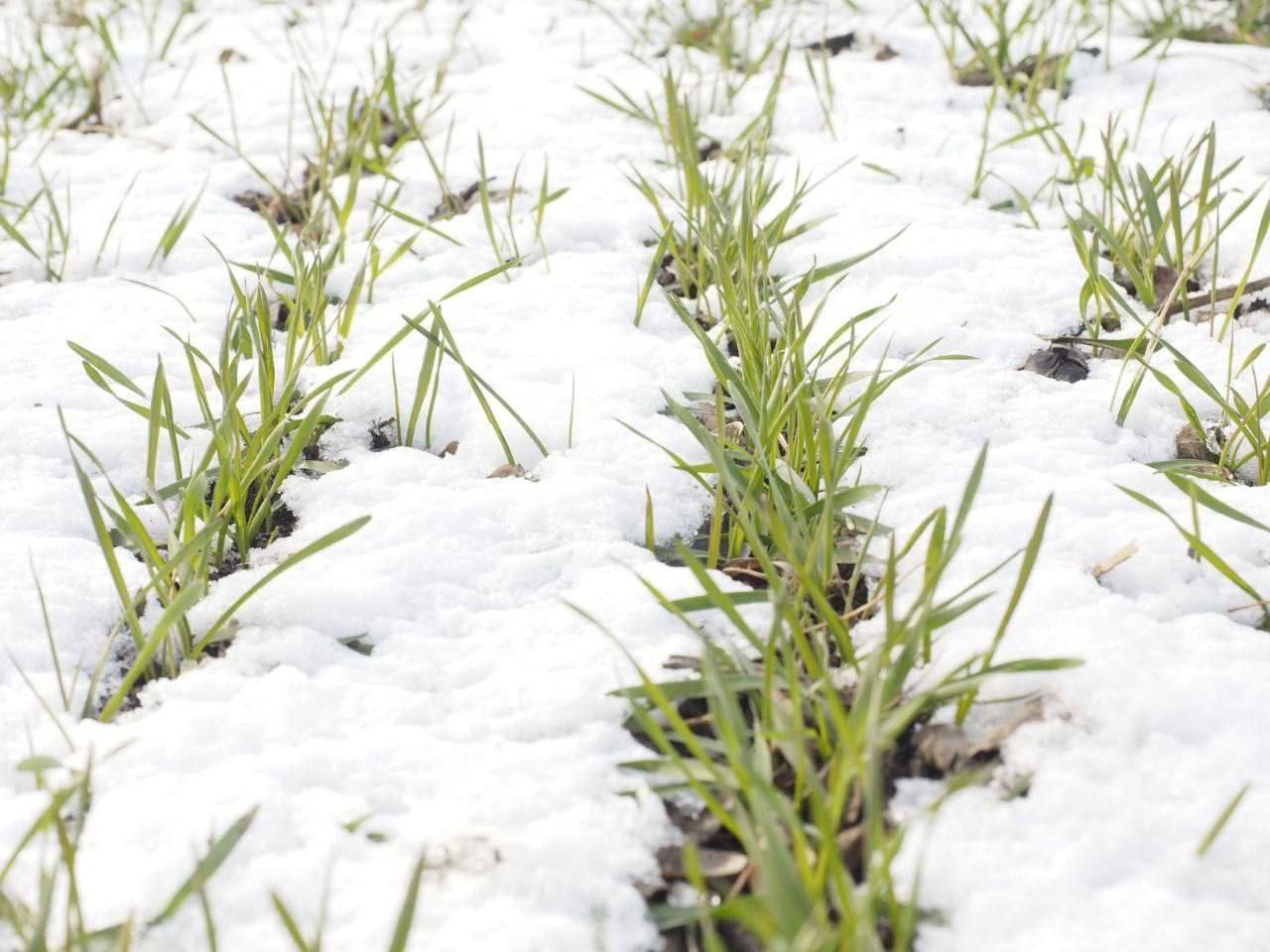 Озимые Ставрополья успешно перенесли первые морозы