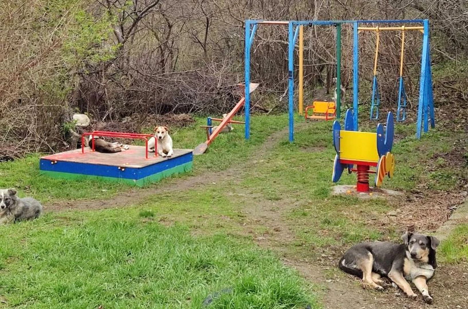 Стая бездомных собак оккупировала детскую площадку