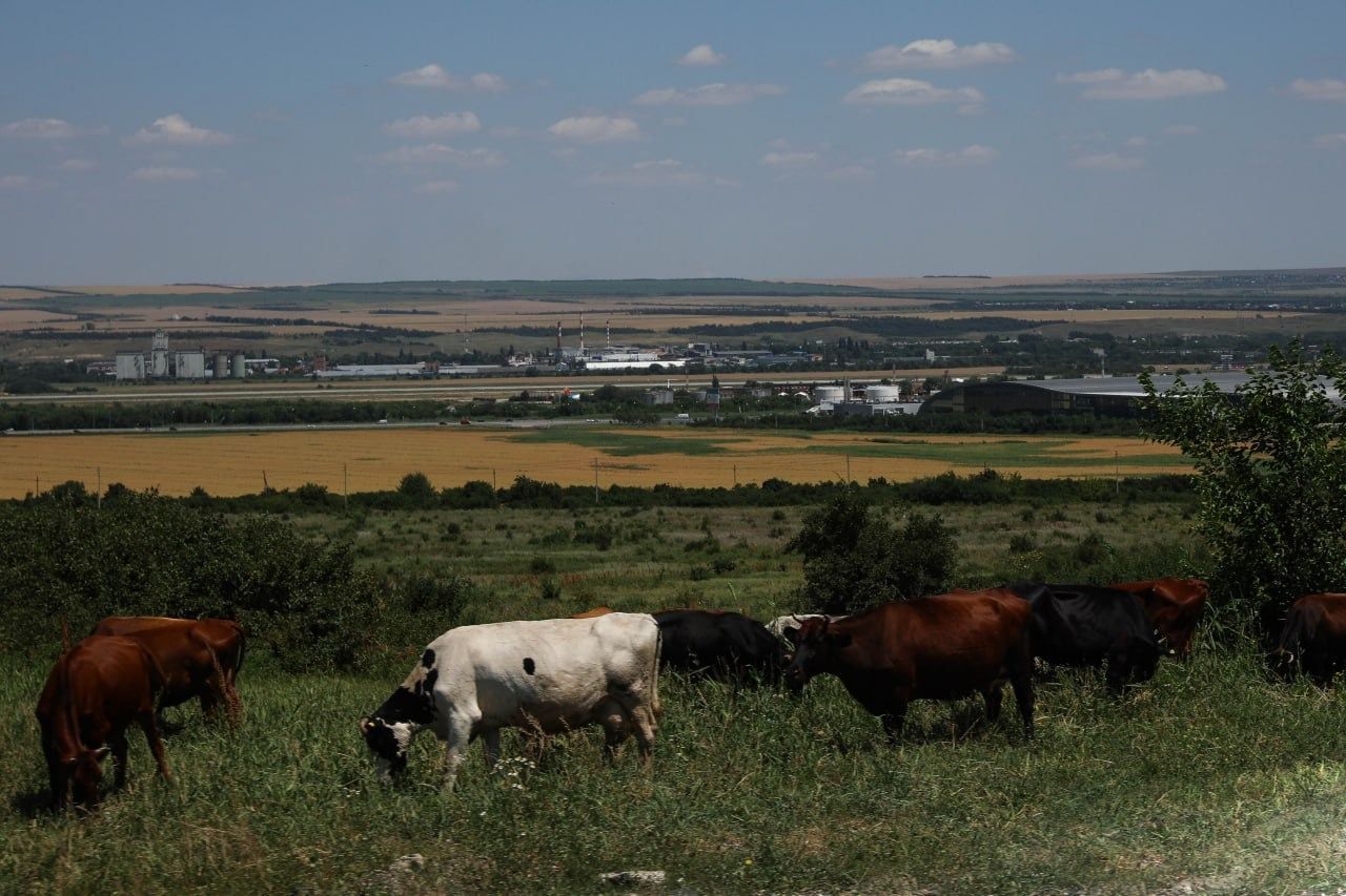 Ставропольские ученые создали пробиотик для телят