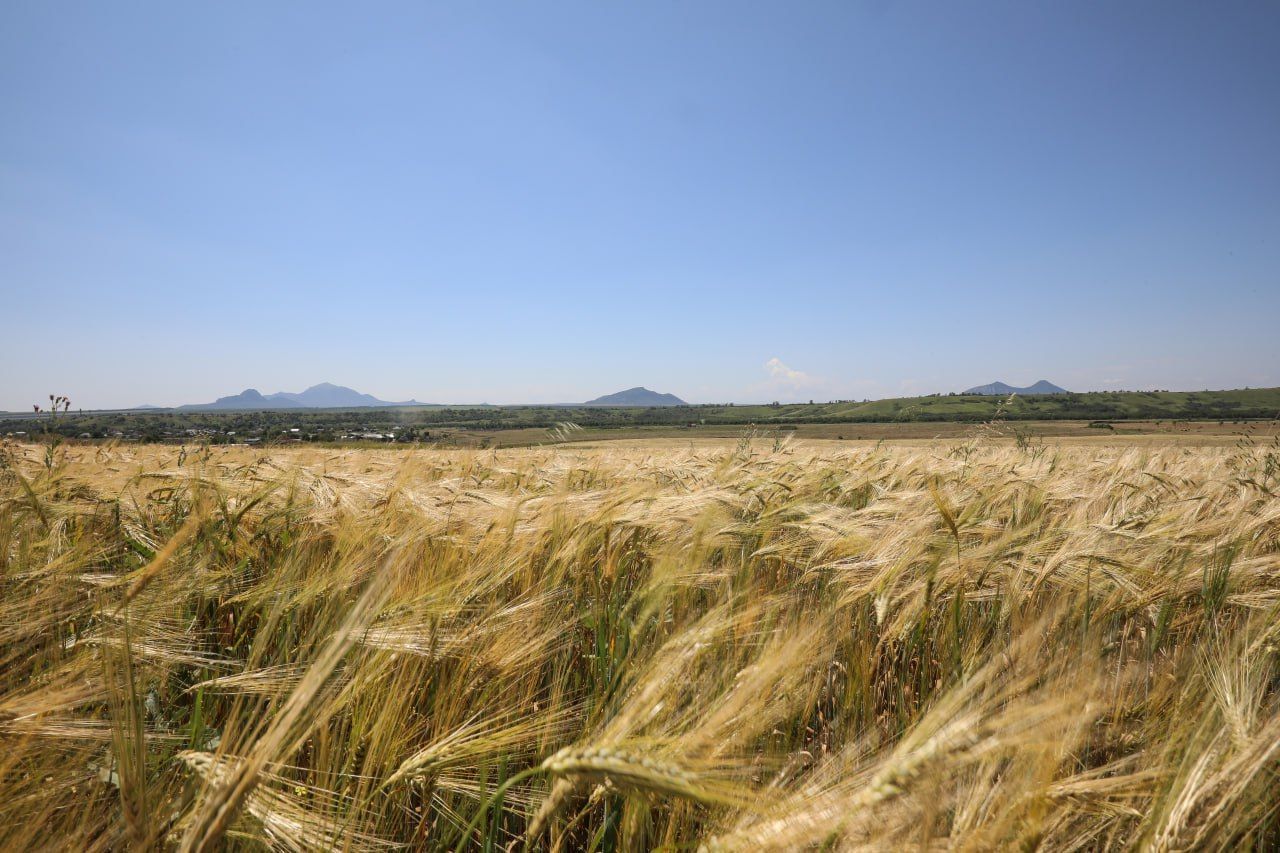 Учёные Ставрополья создают инновационный препарат на основе меди для спасения урожая