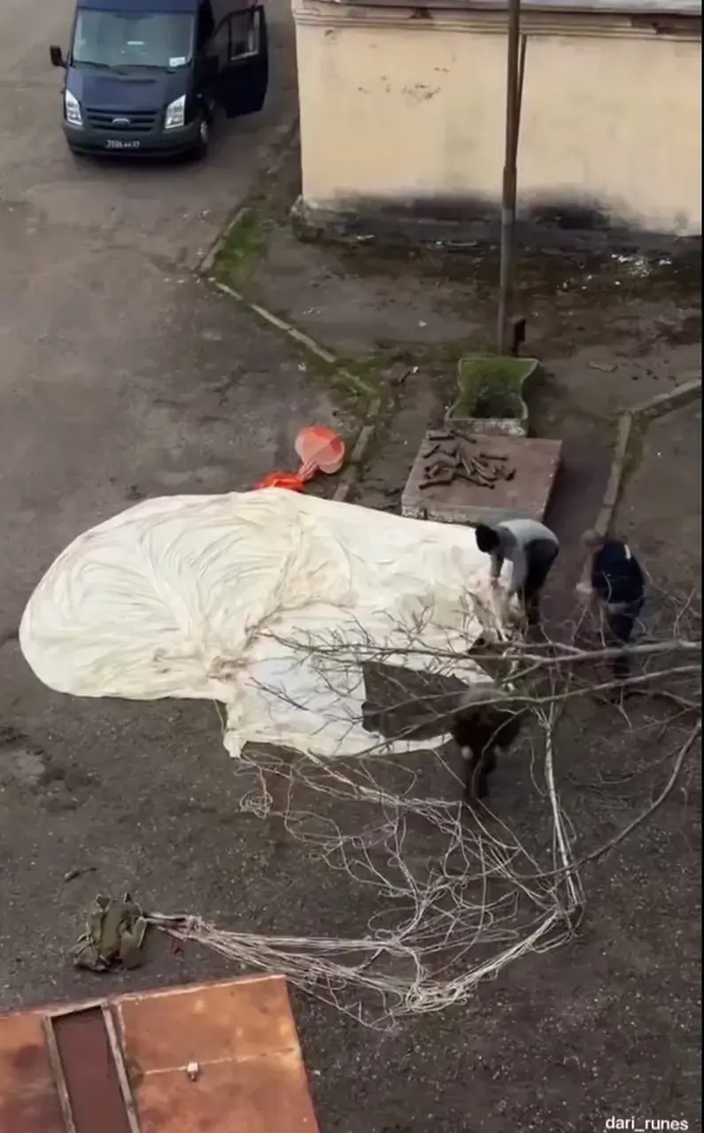 В Ессентуках парашютист приземлился во двор жилого дома и повис на дереве