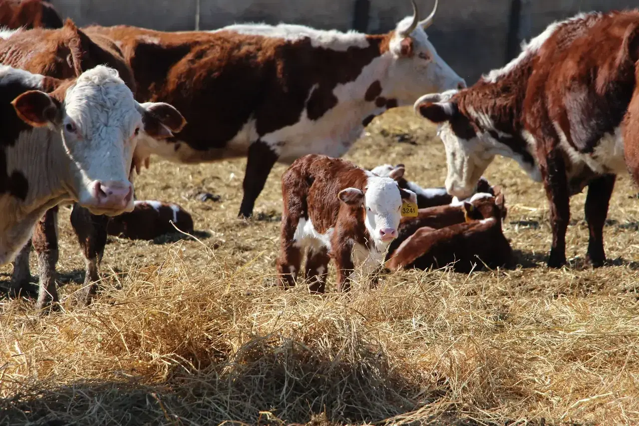 В этом году животноводы Ставрополья планируют получить 3,3 тысячи телят
