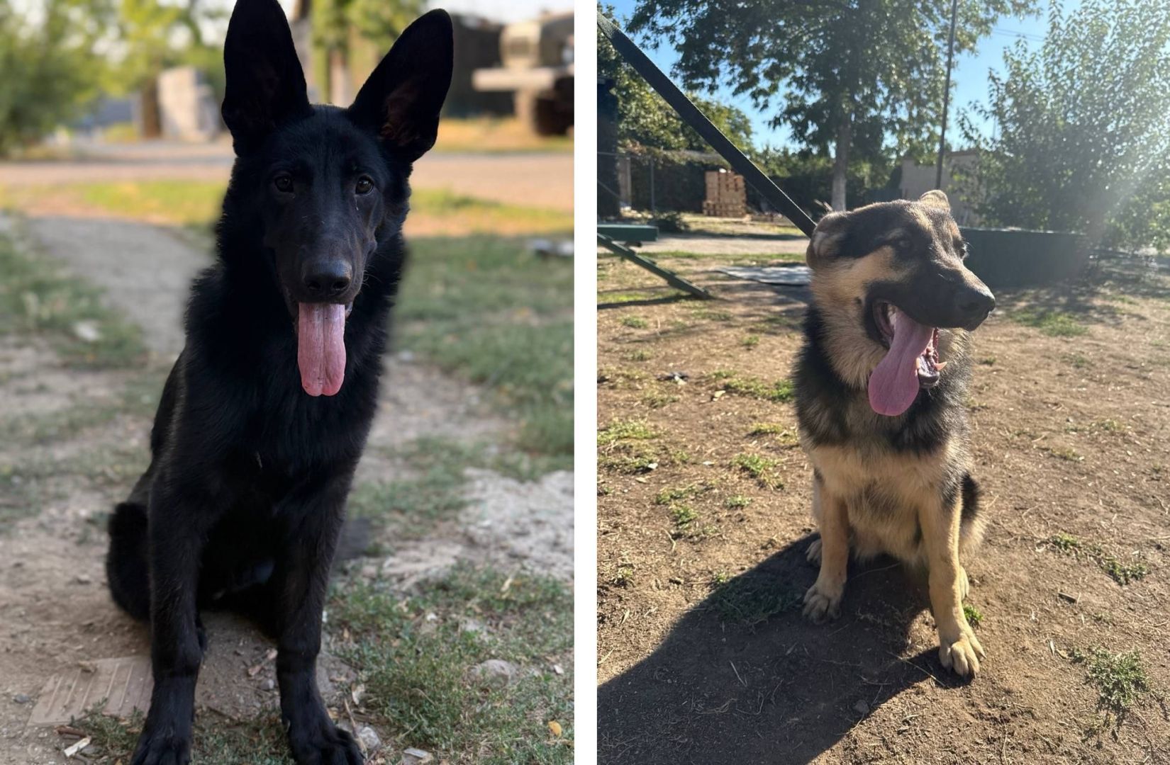 Более 100 кг корма отправили собакам-саперам из Ессентуков