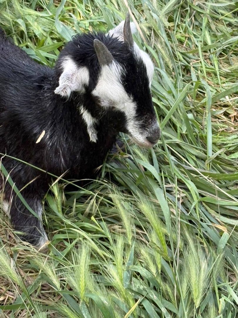 Спасатели ПАСС СК вытащили из реки тонущего козлёнка