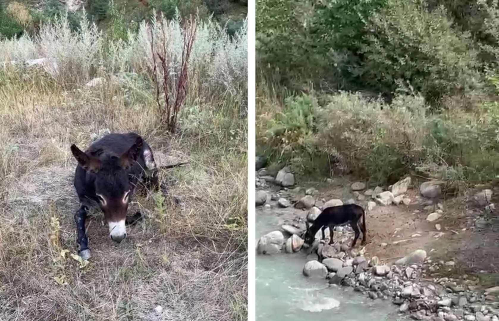 Упавшего с горы осла будут лечить на Ставрополье