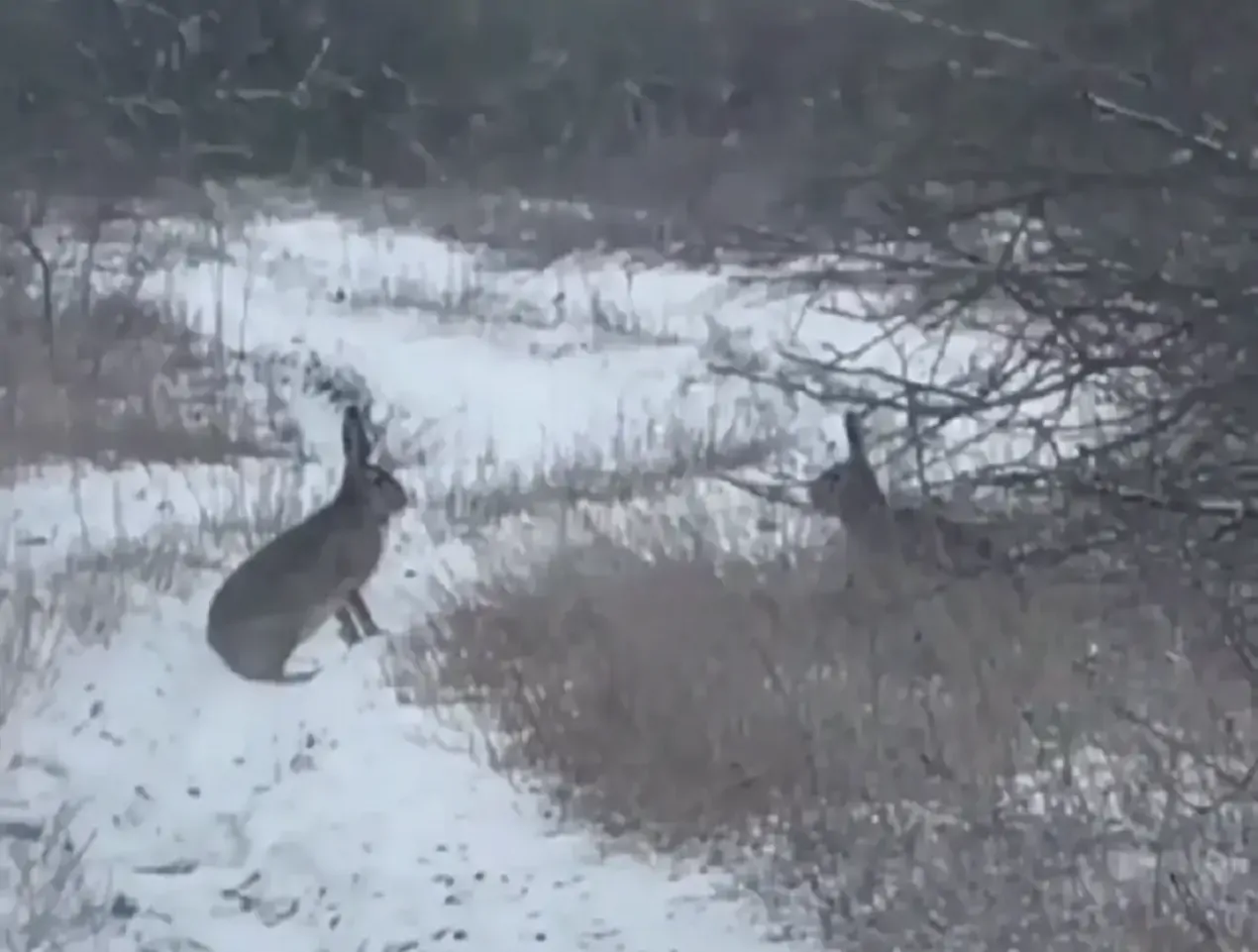 Зайцы попали в фотоловушку в лесах Ставрополья