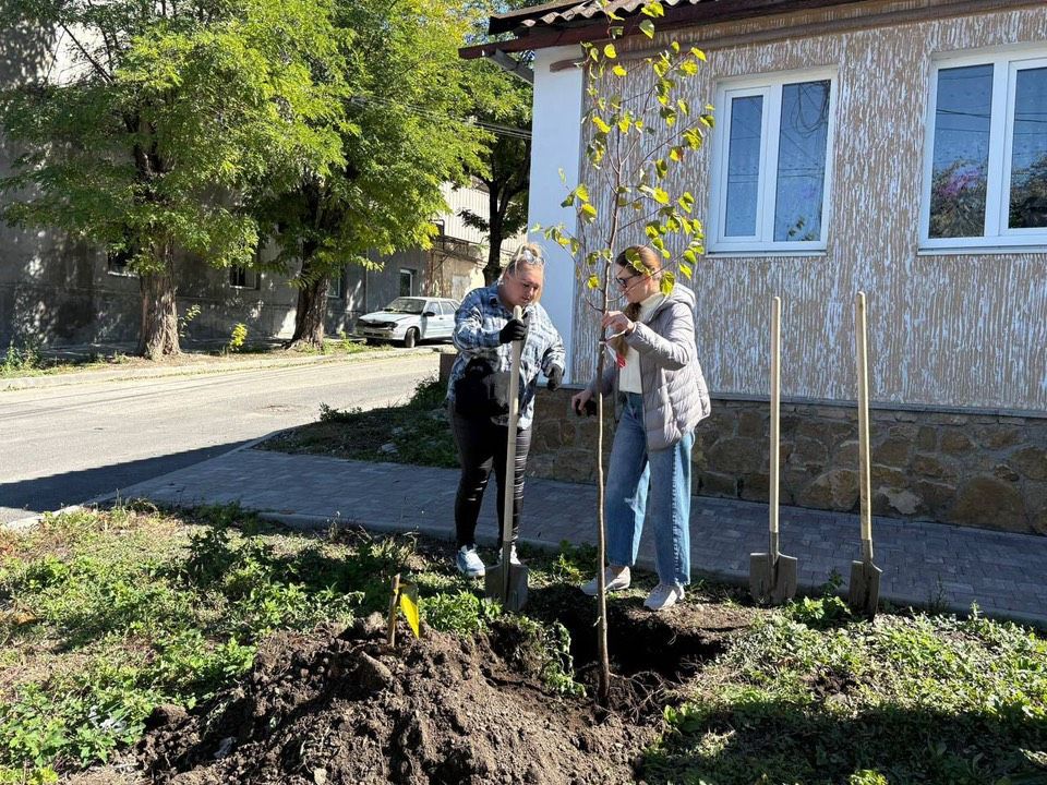 Более 100 деревьев посадят в Кисловодске