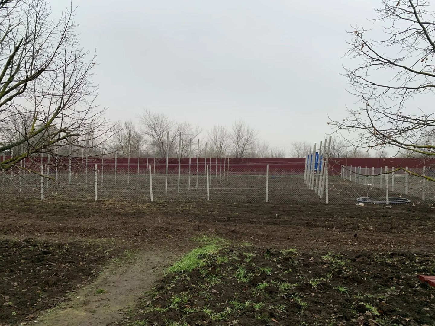 480 яблонь высадили в округе Ставрополья