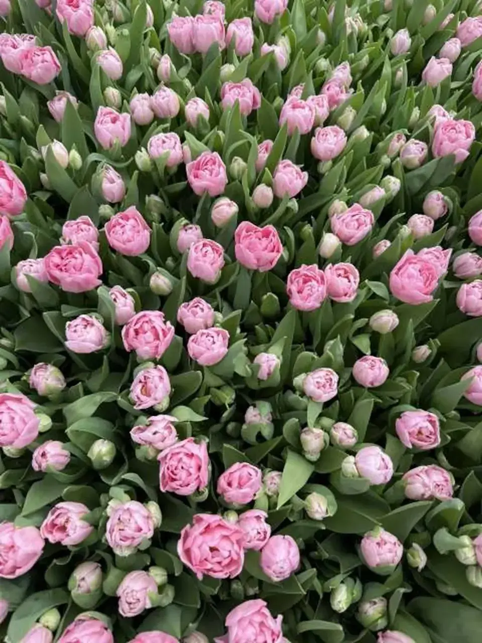 Почти 700 тысяч тюльпанов и роз вырастили в Предгорном округе к 8 Марта