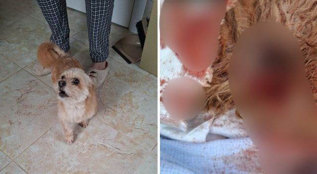 В Михайловске пес перегрыз горло маленькой собаке