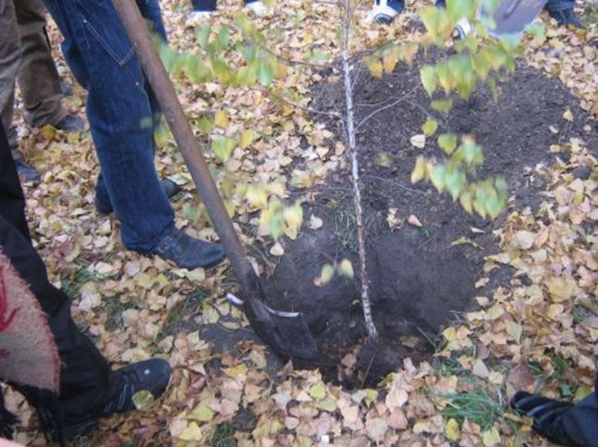 Как правильно посадить березу весной из леса. Как выкопать берёзку. Посадка березок. Береза молодые саженцы. Как пересадить березку.
