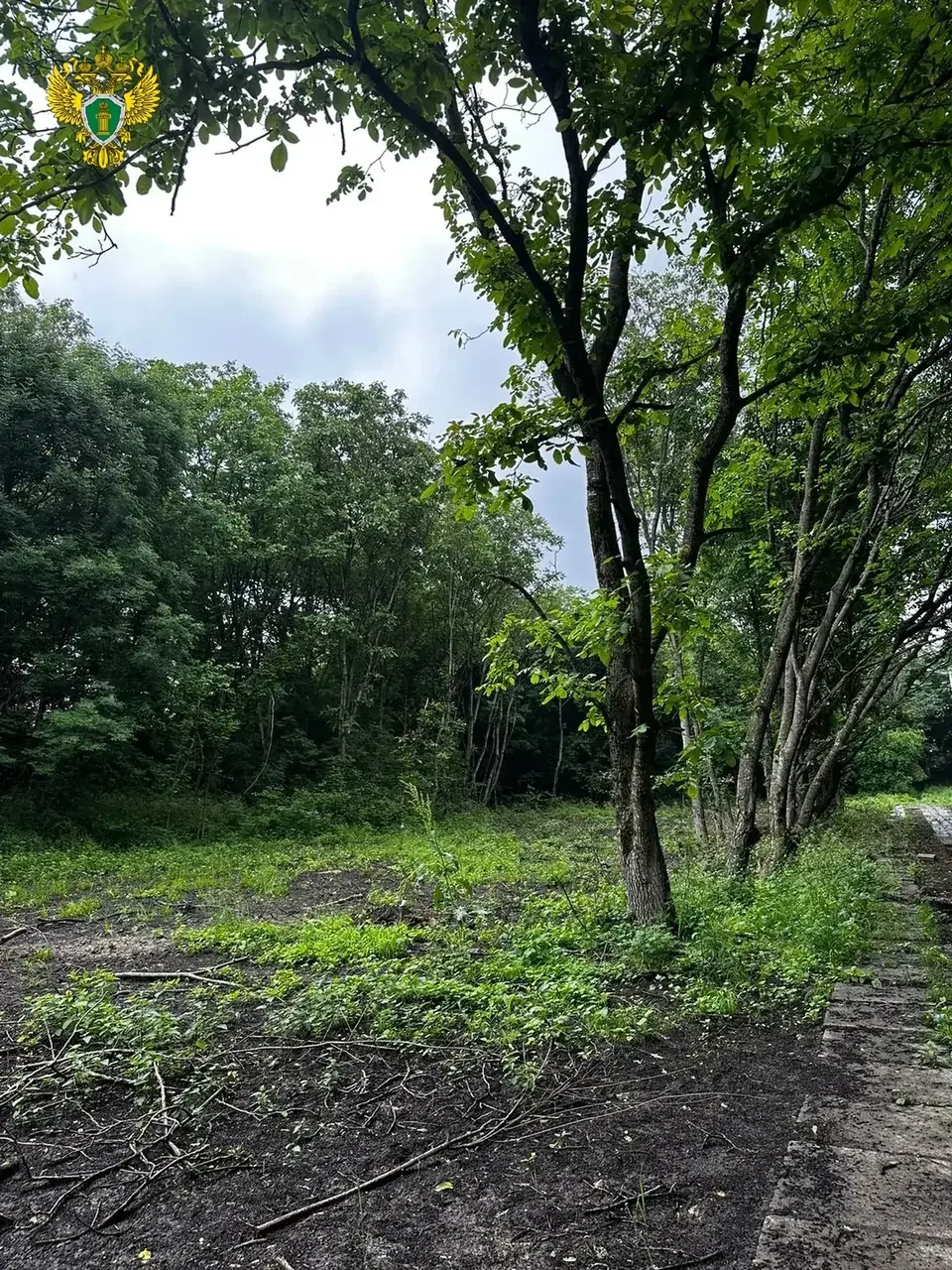 В Железноводске для строительства санатория незаконно вырубили лес