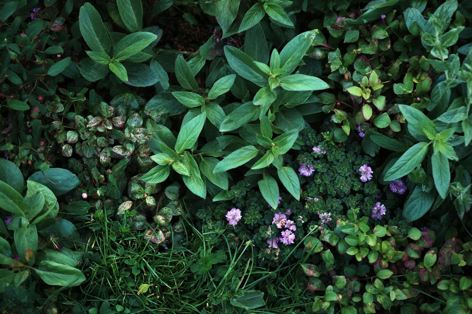 Сорняки, которые нельзя выбрасывать они лечат почву лучше дорогих удобрений: 5 полезных вредителей