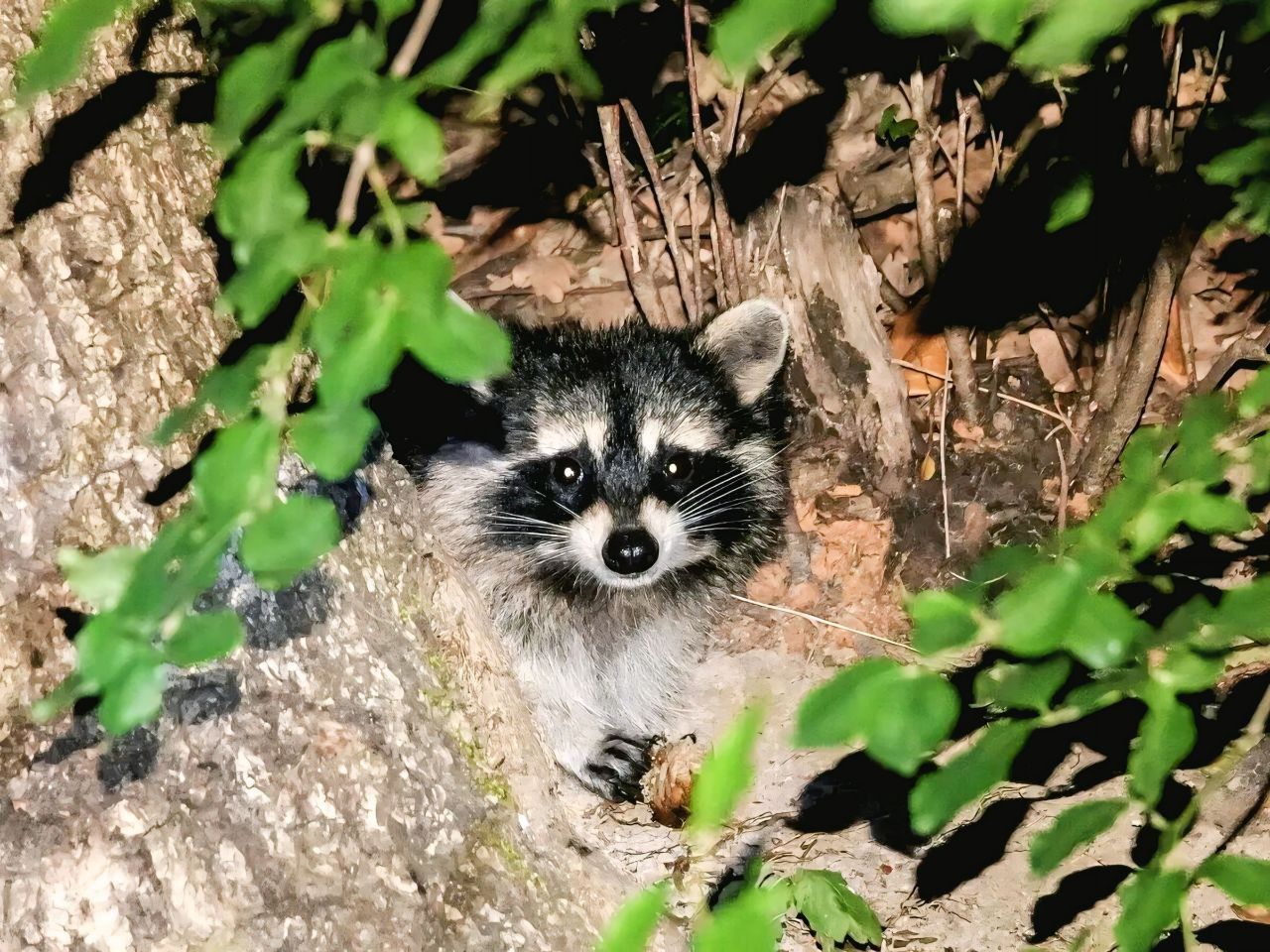 В парке станицы Ессентукской поселился дружелюбный енот
