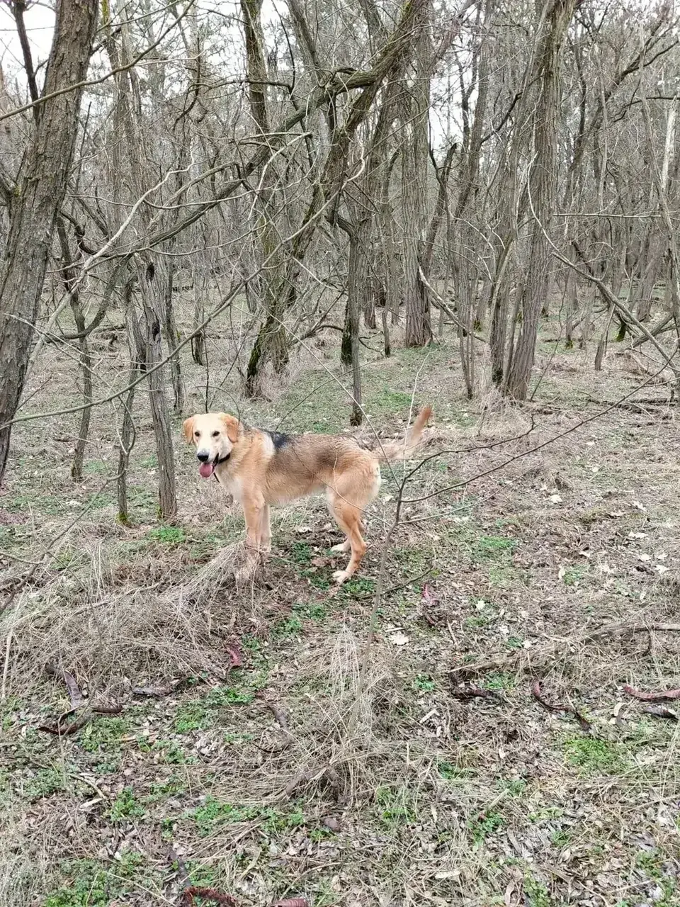 На Ставрополье испытали лучших собак гончих пород