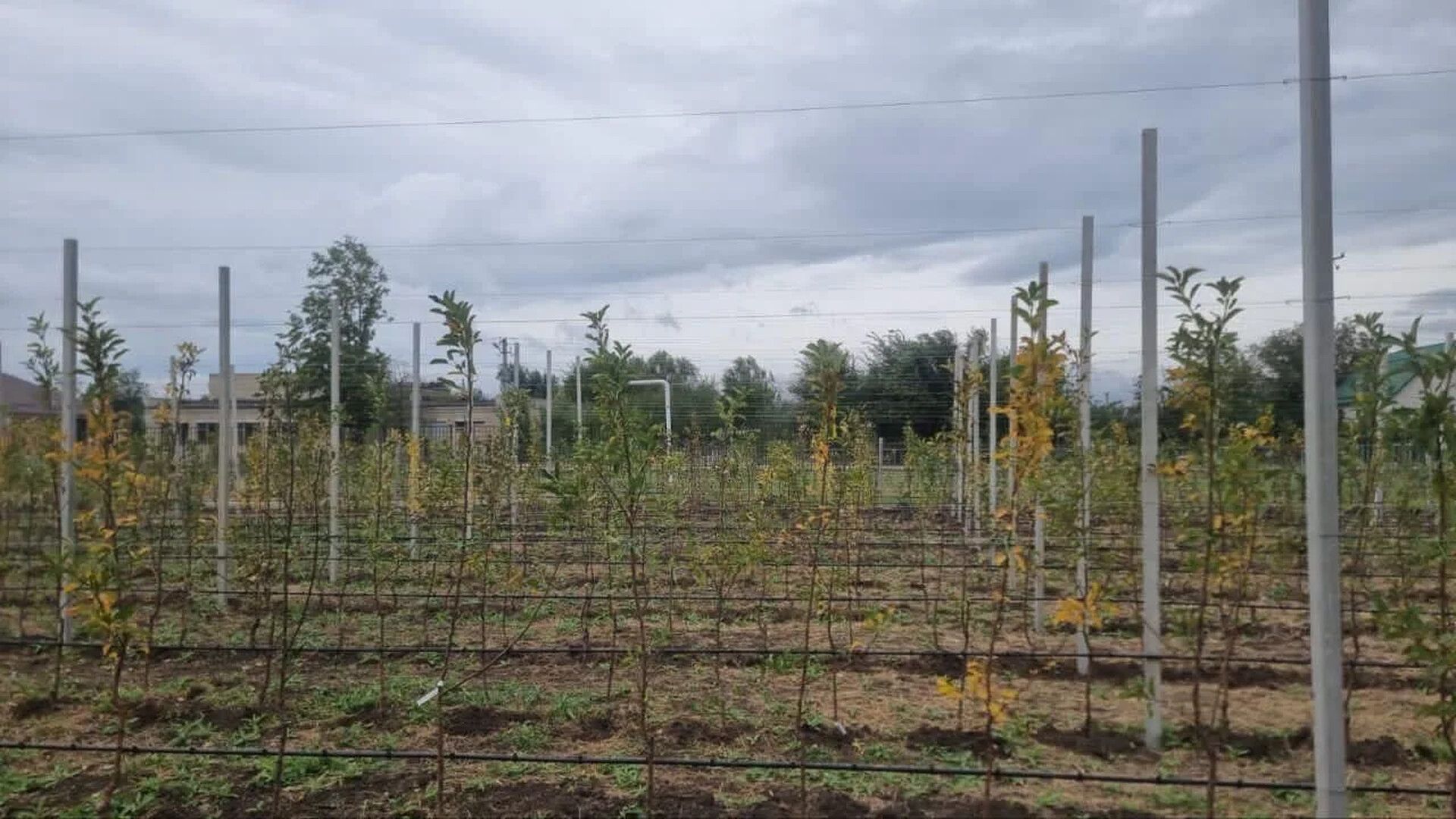 На Ставрополье выделили 31 млн рублей на создание школьных садов