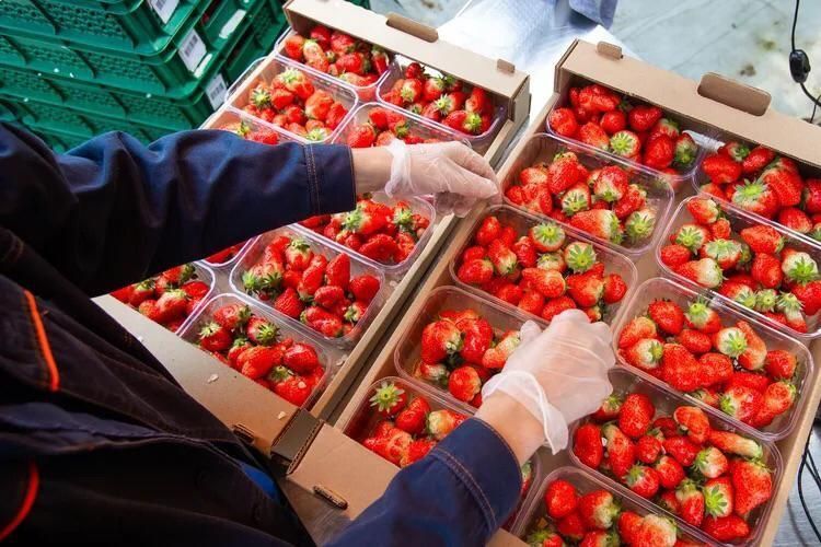 Более 60 тонн клубники собрали в теплицах Предгорья