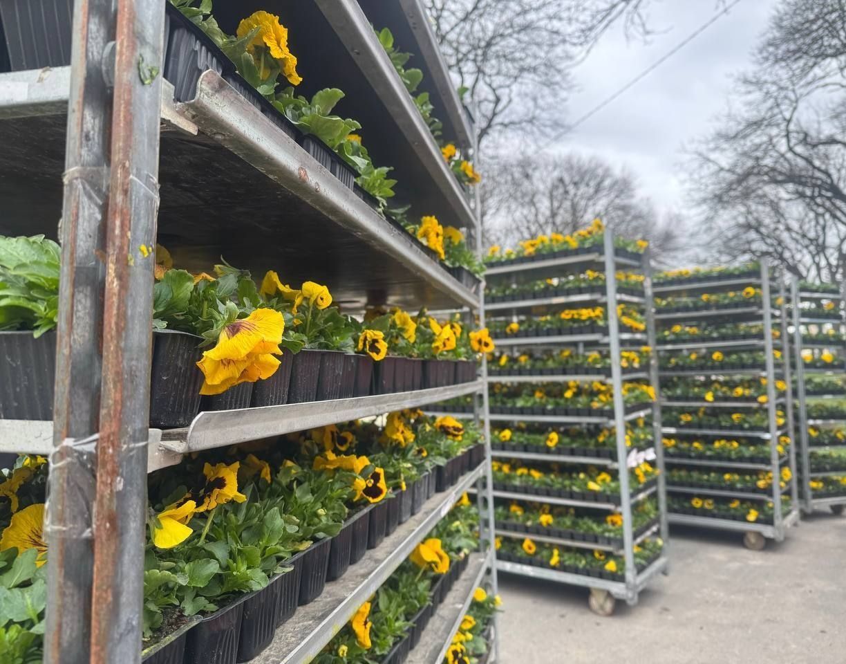 Около 10 тысяч виол высадят в Ессентуках