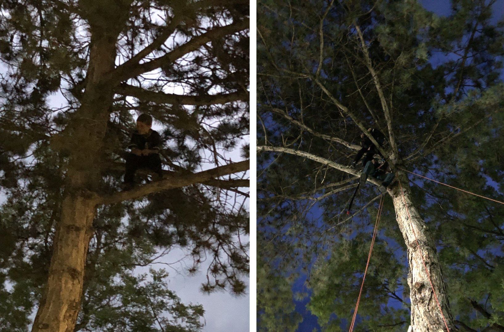 В Кисловодске спасателям пришлось снимать ребенка с дерева