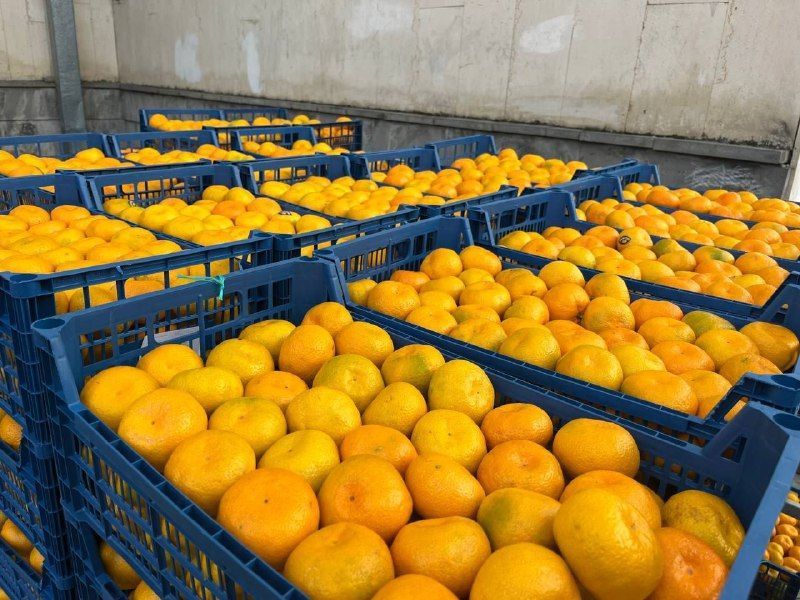 Тонну мандаринов отправят бойцам СВО из Предгорного округа