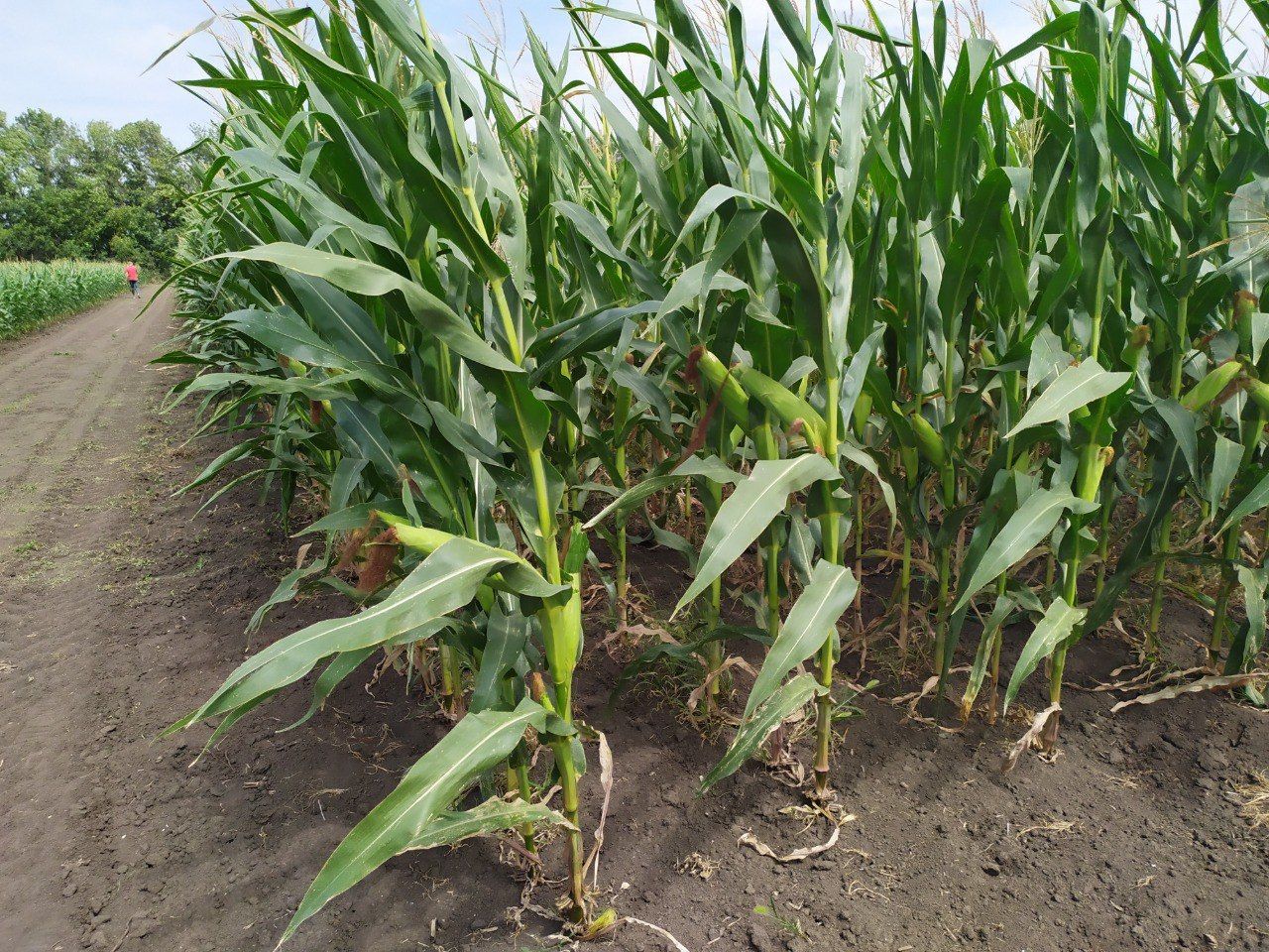 На Ставрополье собрали 329 тонн сладкой кукурузы